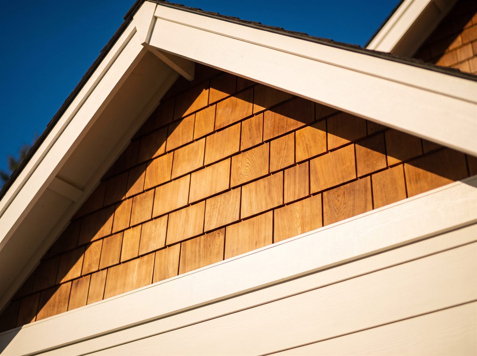 Sunlit gable clad in stained western red cedar shingles, warm honey-brown staggered courses meeting smooth white lap siding at a clean trim band below